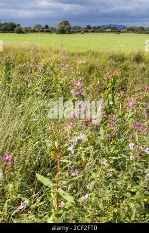 Himalayan Balsam (Impatiens glandulifera) flowering beside the disused Stroudwater Navigation near Saul, Gloucestershire UK Stock Photo