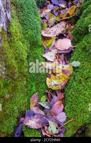 Fallen autumn leaves lying in a crevice with green moss Stock Photo