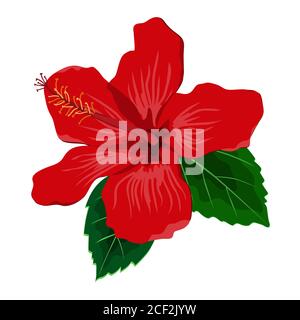 Hibiscus flower with leaves, flat vector illustration. Tropical exotic Hawaii plant isolated on white Stock Vector