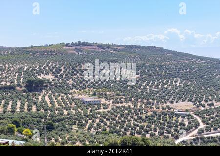 Olive tree fields in Jaen, Andalusia, Spain Stock Photo