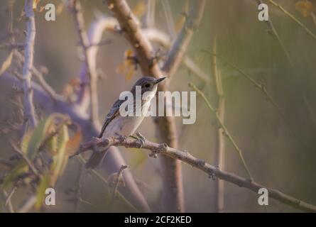 Old World Flycatchers perching on branch of tree show power of wildlife Stock Photo