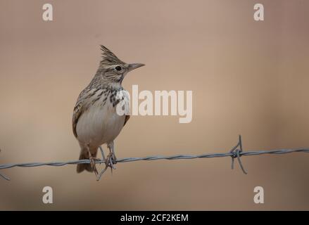 Singing Crested lark (Galerida cristata) perched on rural metal wire mesh fence Stock Photo
