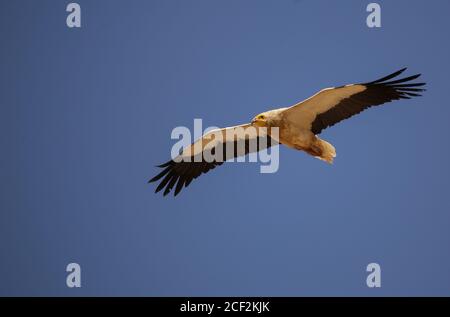 Flying vulture. Egyptian vulture (Neophron percnopterus) flying in the sky. Blue sky background. Stock Photo