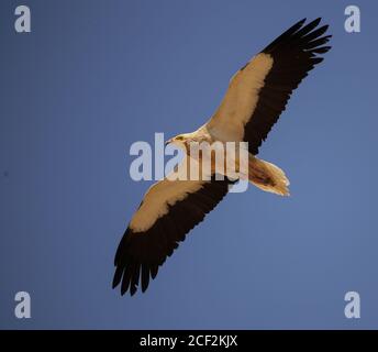 Flying vulture. Egyptian vulture (Neophron percnopterus) flying in the sky. Blue sky background. Stock Photo
