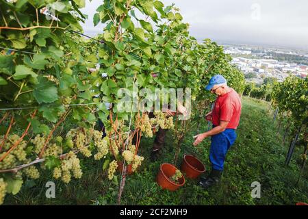 02 September 2020, Baden-Wuerttemberg, Müllheim: A helper drops ripe grapes into a bucket, while the Rhine valley can be seen in the background. In late summer and early autumn the grape harvest or the so-called 'autumn' takes place in southern Baden, during which time the ripe grapes are harvested either by hand or with a full harvester. The Baden Winegrowers' Association presents the results of the 2020 vintage at a press conference on 03.09.2020. Photo: Philipp von Ditfurth/dpa Stock Photo
