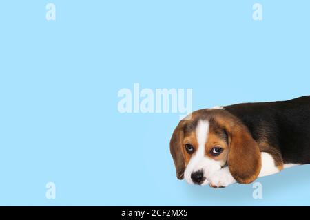 Tricolor Beagle breed puppy, lying down, on a blue background. Copy space, backgrounds Stock Photo