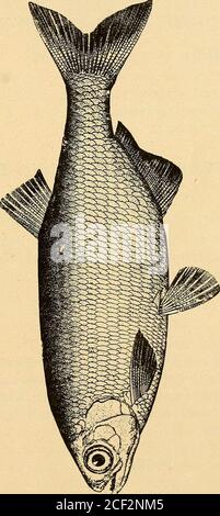 Fishes And Fishing W 02o So O C 2 W Fishes And Fishing 37 P Go So Oo G Phhenooen I O I 38 Fishes And Fishing White Bass Or Bar Fish Roccus Chrysops This Fish Is A Native Of The Mississippi Valley And Is Foundin Most Of The Small Lakes In