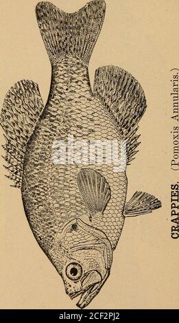 . Fishes and fishing;. FISHES AND FISHING 35 CRAPPIES. (Pomoxis ...