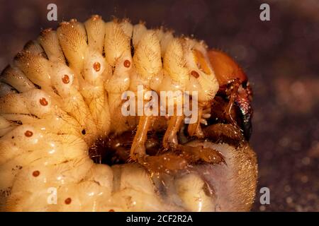 May beetle larvae.Larvae of dung beetle close-up.