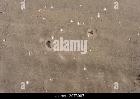 Sand with shells and pebbles on the seashore in sunny weather. Stock Photo