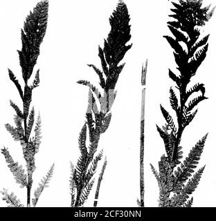 . The fern lover's companion; a guide for the Northeastern States and Canada. Cinnamon Fern. Gradations from Sterile to Fertile Fronds 184 The Feex Lovers Compaxiox. (iiinnmoii Fern, ir. froiido.&lt;a Each fertile frond springs u]) at first outside the sterileones, 1iut is soon surrounded and overtopjjed by them andfinds itself in the center of a charming circle of green leavescurving gracefully outwards. In a short time, however,it withers and hangs down or falls to the ground. Thelarge, conspicuous clusters of cinnamon ferns give pic-turescjueness to many a moist, hillside i)asture and swa Stock Photo