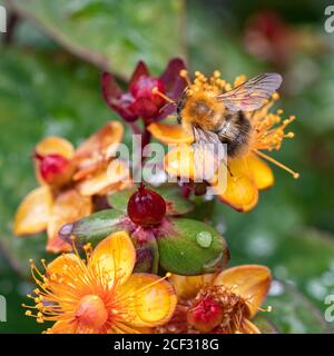 A Carder Bumblebee Feeding on Yellow and Red Hypericum Flowers Albury Purple in a Garden in Alsager Cheshire England United Kingdom UK Stock Photo