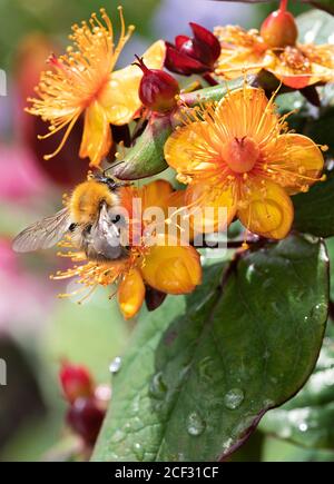 A Carder Bumblebee Feeding on Yellow and Red Hypericum Flowers Albury Purple in a Garden in Alsager Cheshire England United Kingdom UK Stock Photo