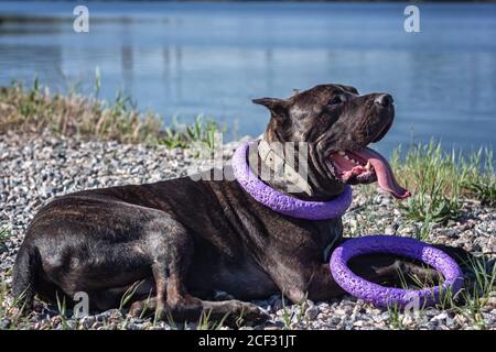 Portrait of a large dog - Cane Corso lying in the grass in the meadow Stock Photo