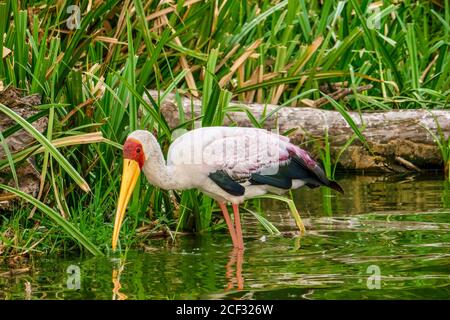 A beautiful yellow-billed stork (Mycteria ibis) wading in the shallows of Lake Edward, Uganda, searching for food. Stock Photo