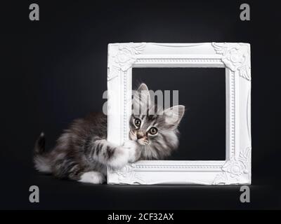 Adorable black silver tabby blotched Norwegian Forestcat kitten, hanging / laying side ways through white photo frame. Looking to camera with greenish Stock Photo
