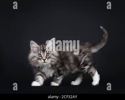 Adorable black silver tabby blotched Norwegian Forestcat kitten, walking side ways. Looking to camera with greenish eyes. Isolated on black background Stock Photo