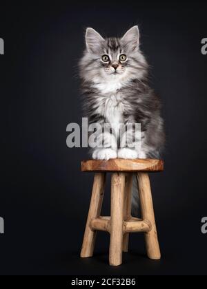 Adorable black silver tabby blotched Norwegian Forestcat kitten, sitting on little wooden stool. Looking surprised to camera with greenish eyes. Isola Stock Photo