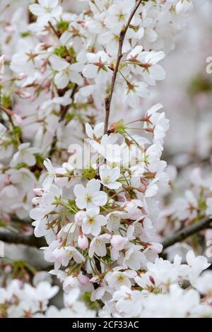 Prunus × yedoensis, Prunus × yedoensis 'Somei-yoshino' or Yoshino cherry. Japanese flowering cherry. Potomac cherry. Tokyo cherry Stock Photo