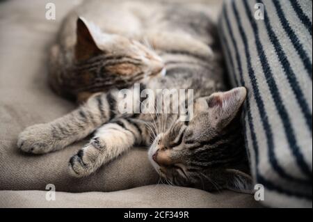 Two Kittens Sleeping Next To Each Other on Sofa at Home Stock Photo