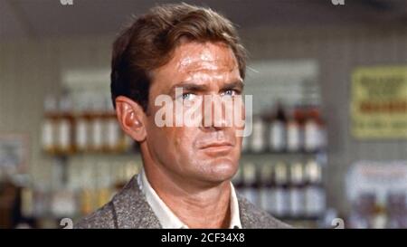 Rod Taylor / The Birds / 1963 directed by Alfred Hitchcock [Universal ...