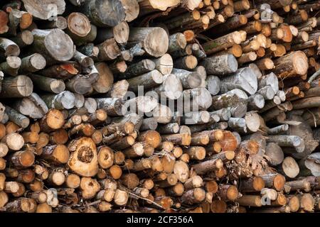 Pile of chopped logs, East Garston, West Berkshire, England, United Kingdom, Europe Stock Photo
