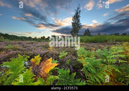 Newtown Common heathland with ferns and purple heather at sunset, Burghclere, Hampshire, England, United Kingdom, Europe Stock Photo