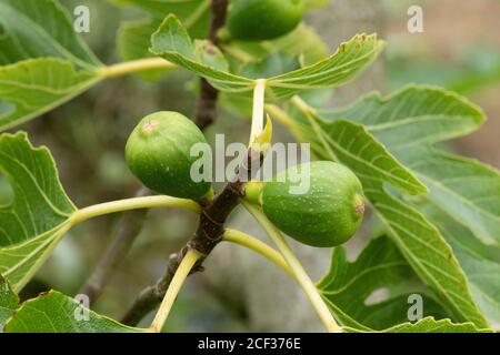 Figs (Fruit) growing on tree. Plant, fruit tree. Stock Photo