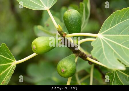 Figs (Fruit) growing on tree. Plant, fruit tree. Stock Photo