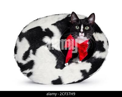 Cute black and white tuxedo cat wearing red bow tie, sitting in black and white fur basket. Looking curiously towards camera with green eyes and black Stock Photo