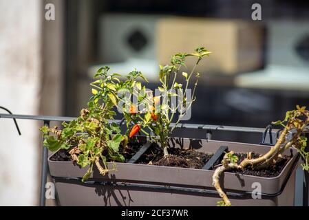 chilli seedling planted on a pot outside a restaurant Stock Photo