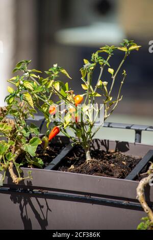 chilli seedling planted on a pot outside a restaurant Stock Photo