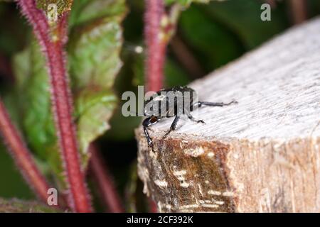 Closeup shot of a geotrupidae beetle on a rock, an earth-boring dung beetle Stock Photo