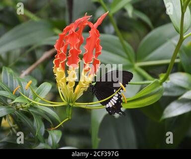 Butterfly on glory lily or Flame lily or  flame flower Stock Photo