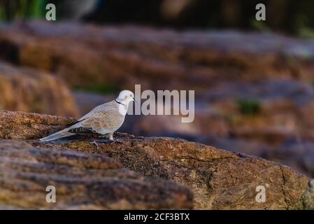 Eurasian collared dove isolated on blurry background Stock Photo