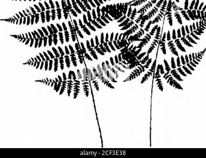 . The fern lover's companion; a guide for the Northeastern States and Canada. &.;^. Aspidiumspinulosum, var. inicrmediuvi Aspidium spinulosum. var. AMERICAXUM Stock Photo