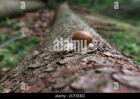 Selective focus shot of a snail crawling on a log of wood fallen in the forest Stock Photo