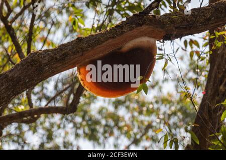 A large but empty bee hive on the higher branches of a tree and in the wild. Stock Photo