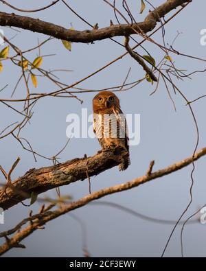 A Jungle Owlet (Glaucidium radiatum), perched on a branch and gazing down while being lit-up by the early morning sunlight. Stock Photo