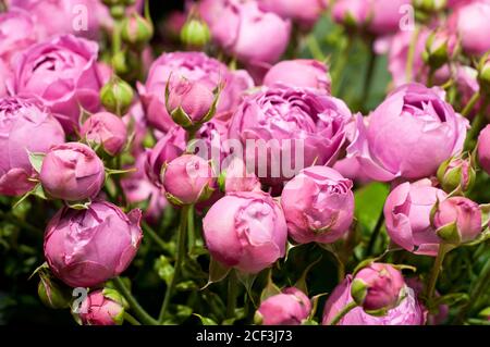 Beautiful pink pion-shaped rose. Bouquet Shrub roses.. Stock Photo