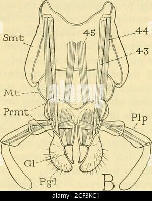 . Smithsonian miscellaneous collections. tor. Fig. 5.—The labrum and the labium of a cockroach, Periplaneta americana (L.). A, labrum and its frontal muscles, posterior surface. B, labium, anterior view,showing muscles. Gl, glossa; Mt, mentum; Pgl, paraglossa; Pip, palpus; Prmt, prementum;Smt, submentum; tor, torma. Muscles.—3, anterior frontal muscle of labrum; 4, posterior frontal muscleof labrum; 43, tentorial productor of labium; 44, tentorial reductor of labium;45, retractor of prementum. as scrapers for collecting particles of food and for drawing themback into the prestomum, where the f Stock Photo