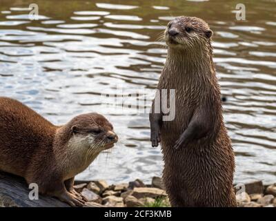 Two Asian Short-clawed Otters, Aonyx Cinerea, by water. Stock Photo