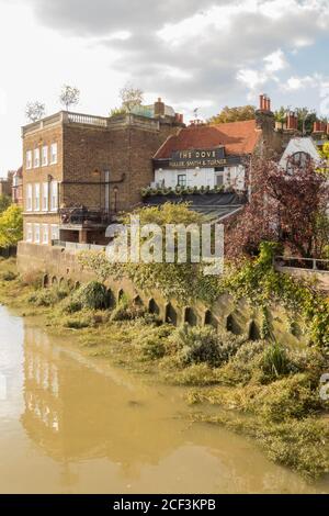 The Dove Public House and riverside property facing the River Thames ...