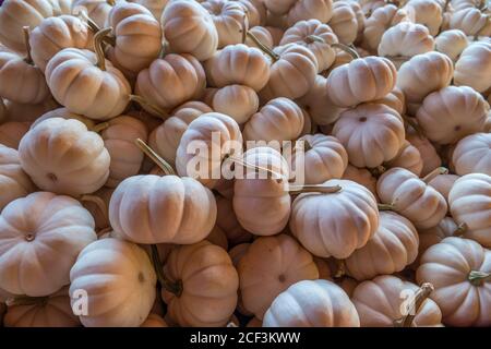 A huge pile of white mini pumpkins for sale at a farm for the autumn season closeup Stock Photo