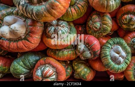 Unique and strange looking squash together in a pile closeup for sale at a farm for the autumn season Stock Photo