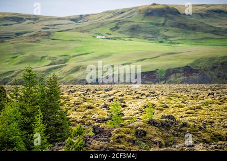 Lava Field flow in Iceland with green trees and moss covered rocks stones in southern ring road and house in distance Stock Photo