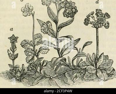 . The encyclopædia of geography: comprising a complete description of the earth, physical, statistical, civil, and political. d biglumis; and Luzula arctica, Primulascotica {fig. 109. a), the Myosotis alpestris (r7), Azalea procumbens, Gentiana nivalis (c)Sibbaldia procumbens, Convallaria verticillata, Epilobium alpinum, Arbutus alpina. Pyrolauniflora {b), Saxifraga nivalis and rivularis, Stellaria scapigera (the latter is exclusively * Mr. Mackay mpasurod a trunk of this fine evergreen tree on Rough Island, nearly opposite OSiillivans Cas-cade, which, in 1805, was fix feet in girth, at a foot Stock Photo