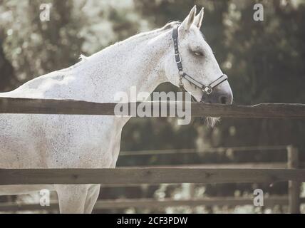 A beautiful white calm horse stands in a paddock with a wooden fence and sleeps peacefully, illuminated by the sunlight on a summer day. Stock Photo