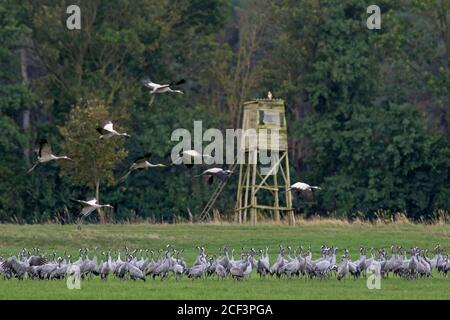 Flock of common cranes / Eurasian crane (Grus grus) group feeding on farmland / field in autumn / fall in front of raised hide / deer stand, Germany Stock Photo