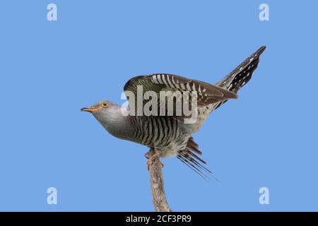 Common cuckoo (Cuculus canorus) male perched in tree against blue sky Stock Photo